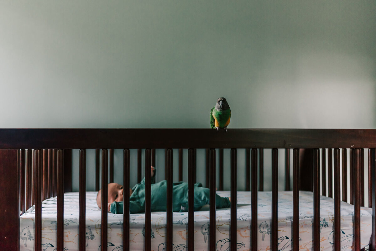 parrot looking at the camera watching over baby boy in the crib