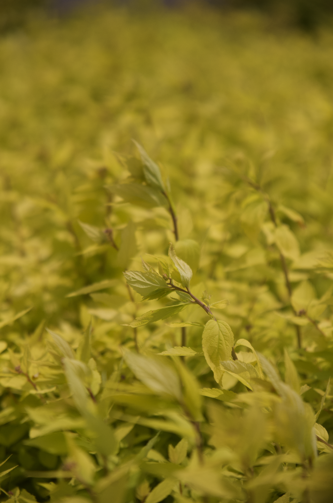 Screenshot 2025-07-21 at 10.53.37 AM