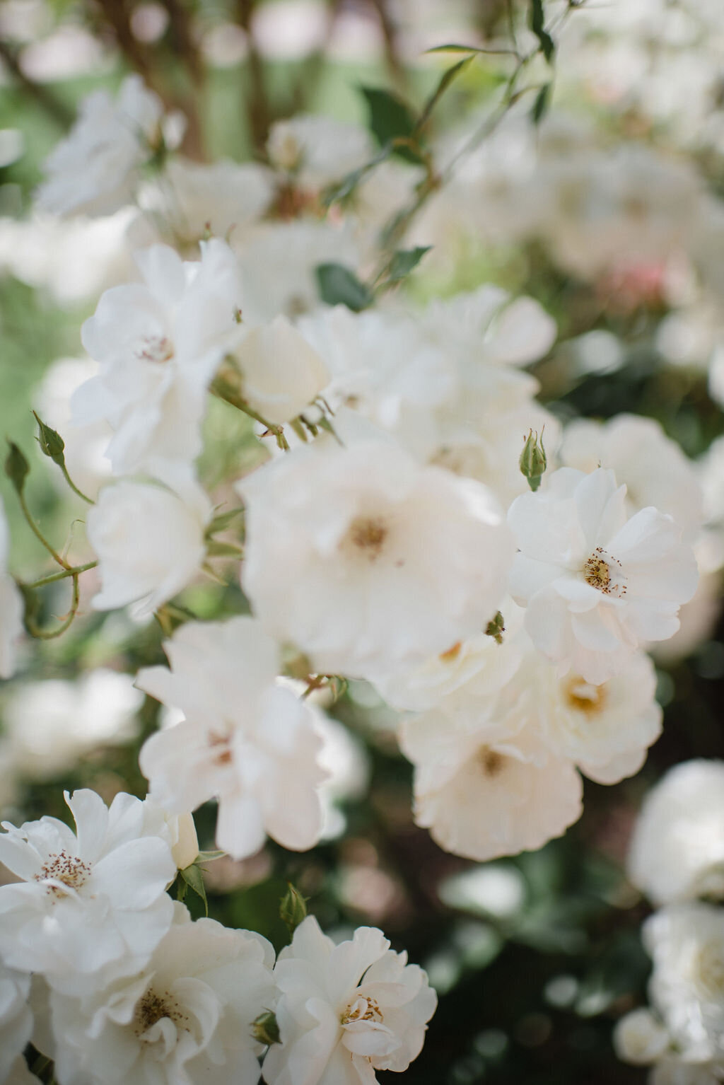 EmilyMillayPhotography-7