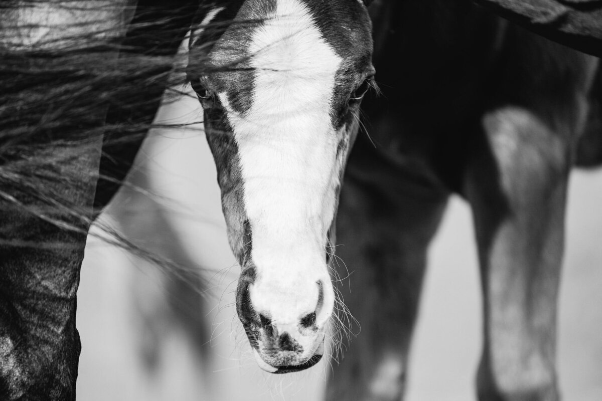 Saratoga-horse-photographer-380