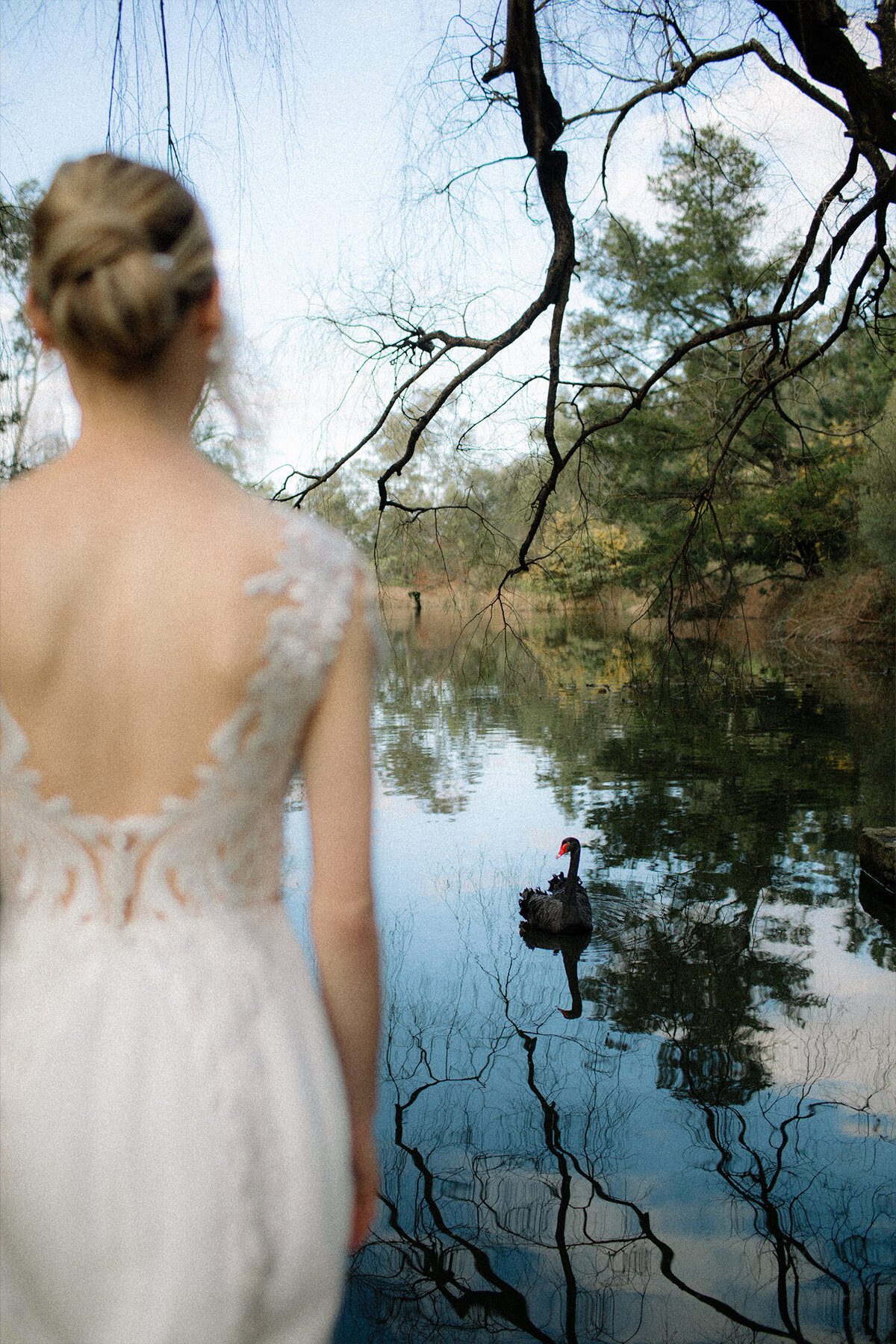 swan
