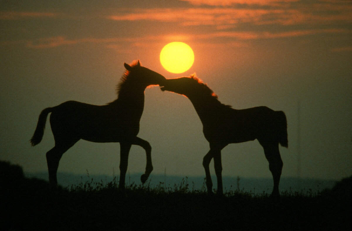 6 Colts Kissing