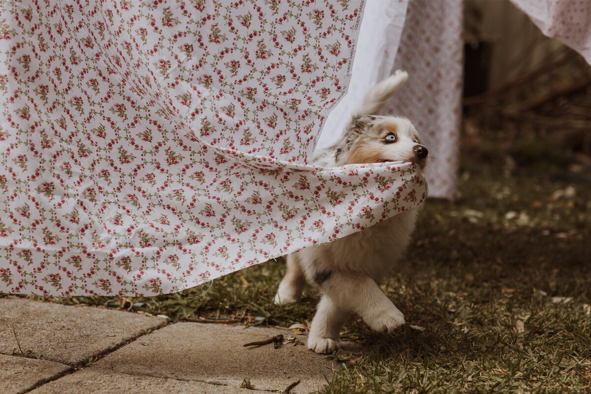 the-lifestyle-phodographer-perth-family-pet-photographer-gotcha00017