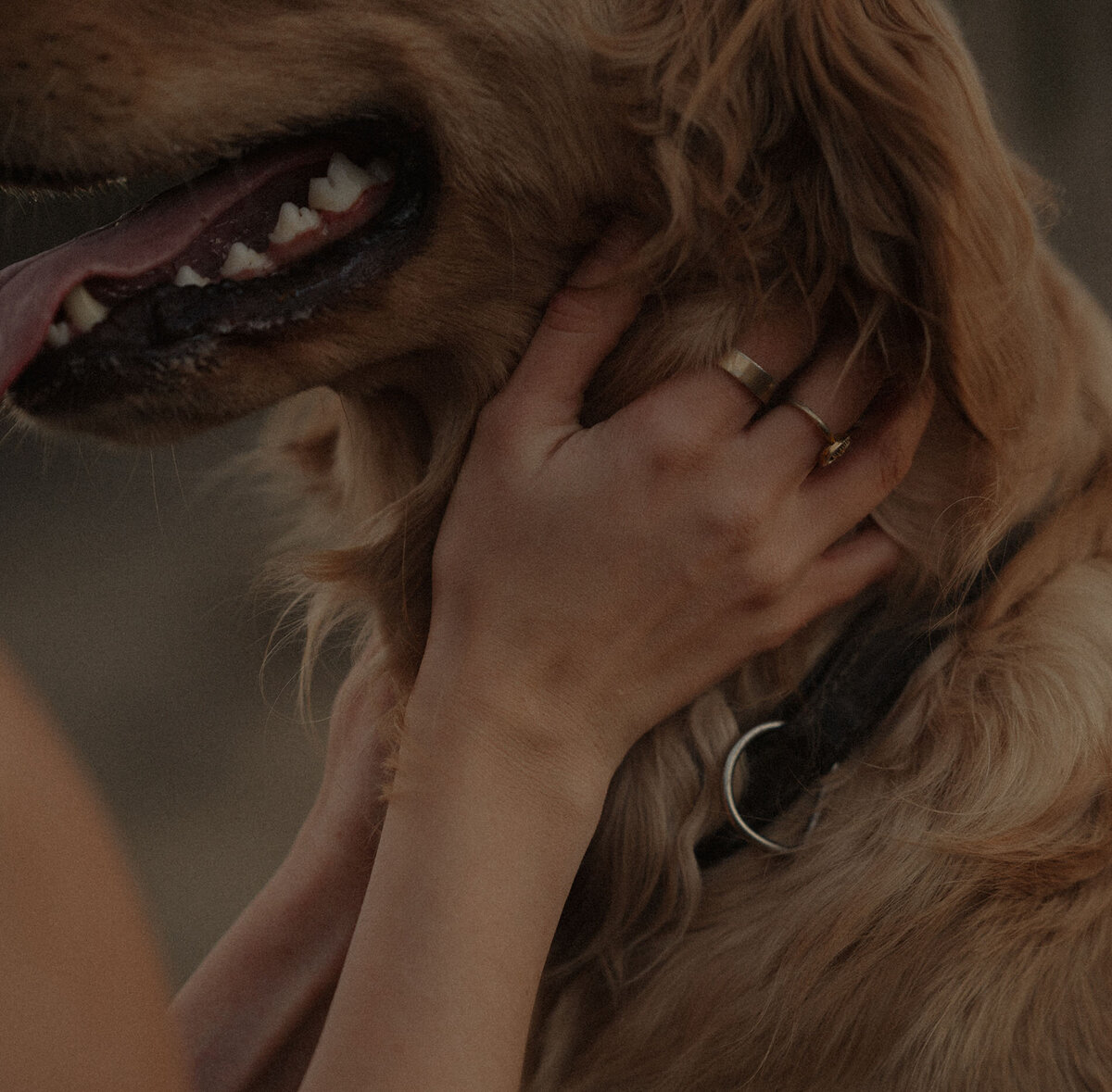 close up of woman's hands in her dog's golden fur at sunset in Bend, Oregon