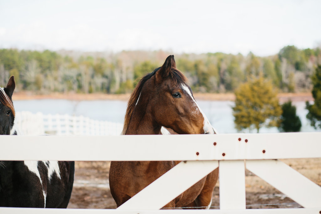 horses at event venue knoxville tn