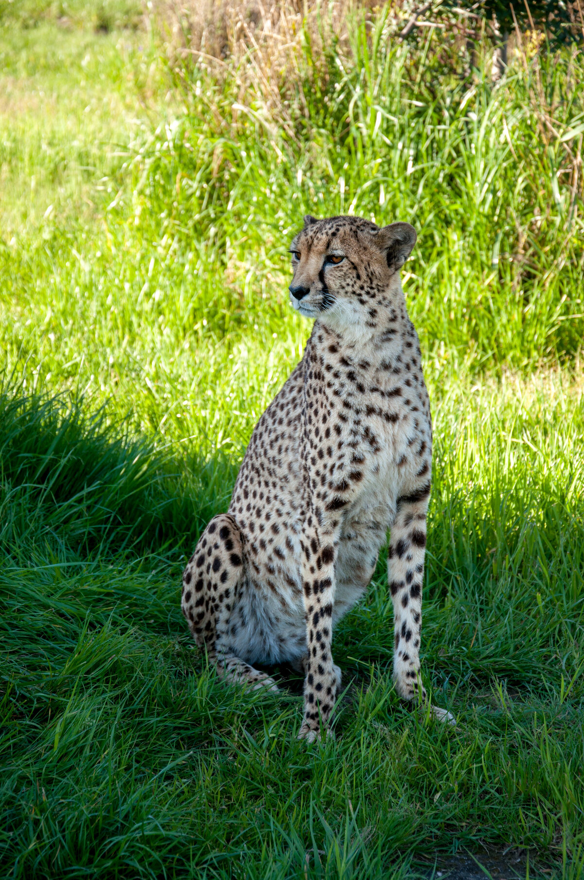 SA (655 of 1042)