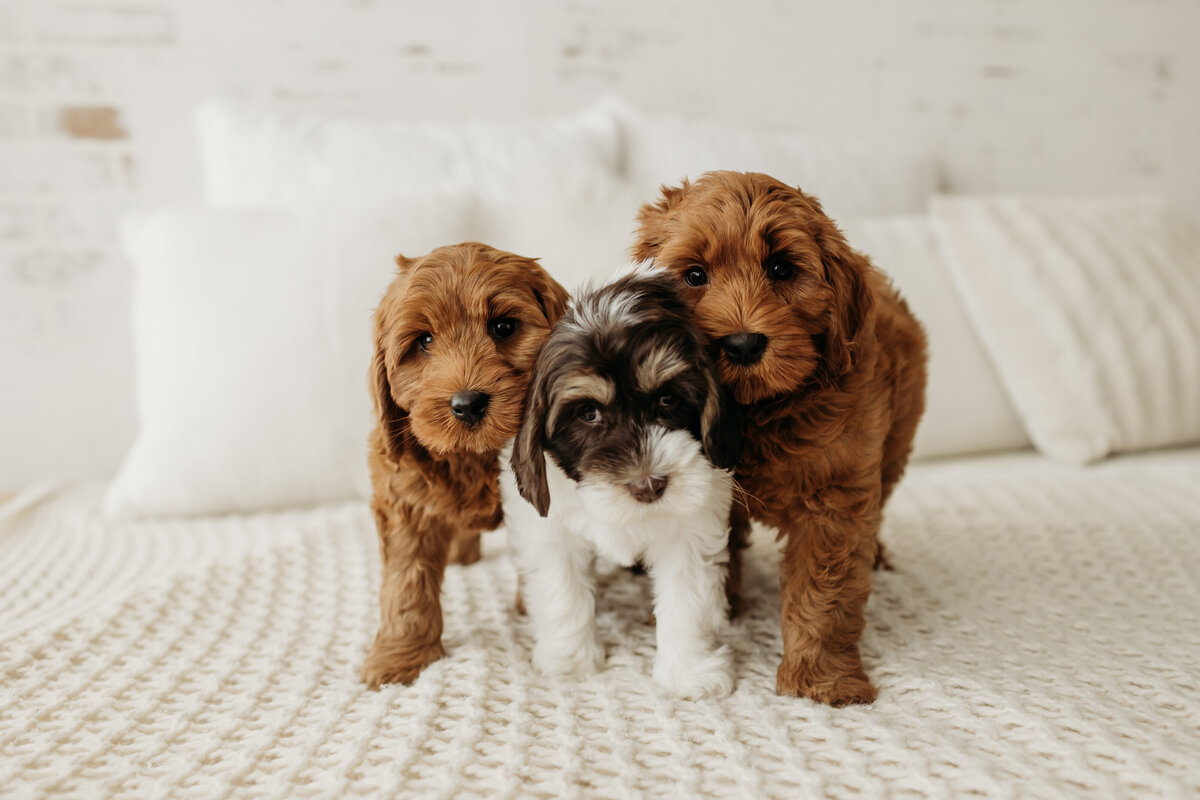 Baldonnel Lane Labradoodles May 2024