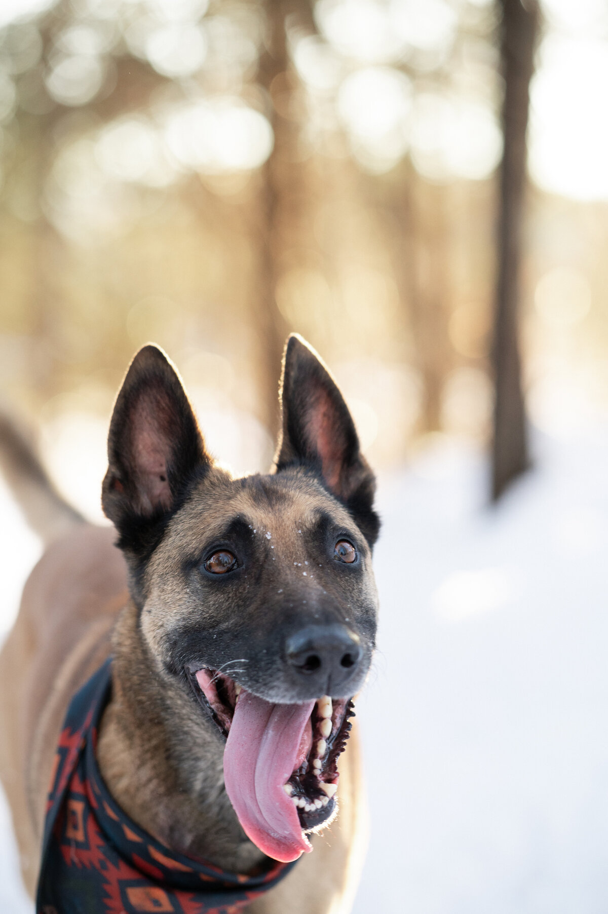 outdoors-snow-pet-photographer-nj