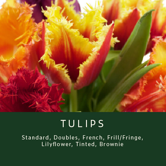 Tulips