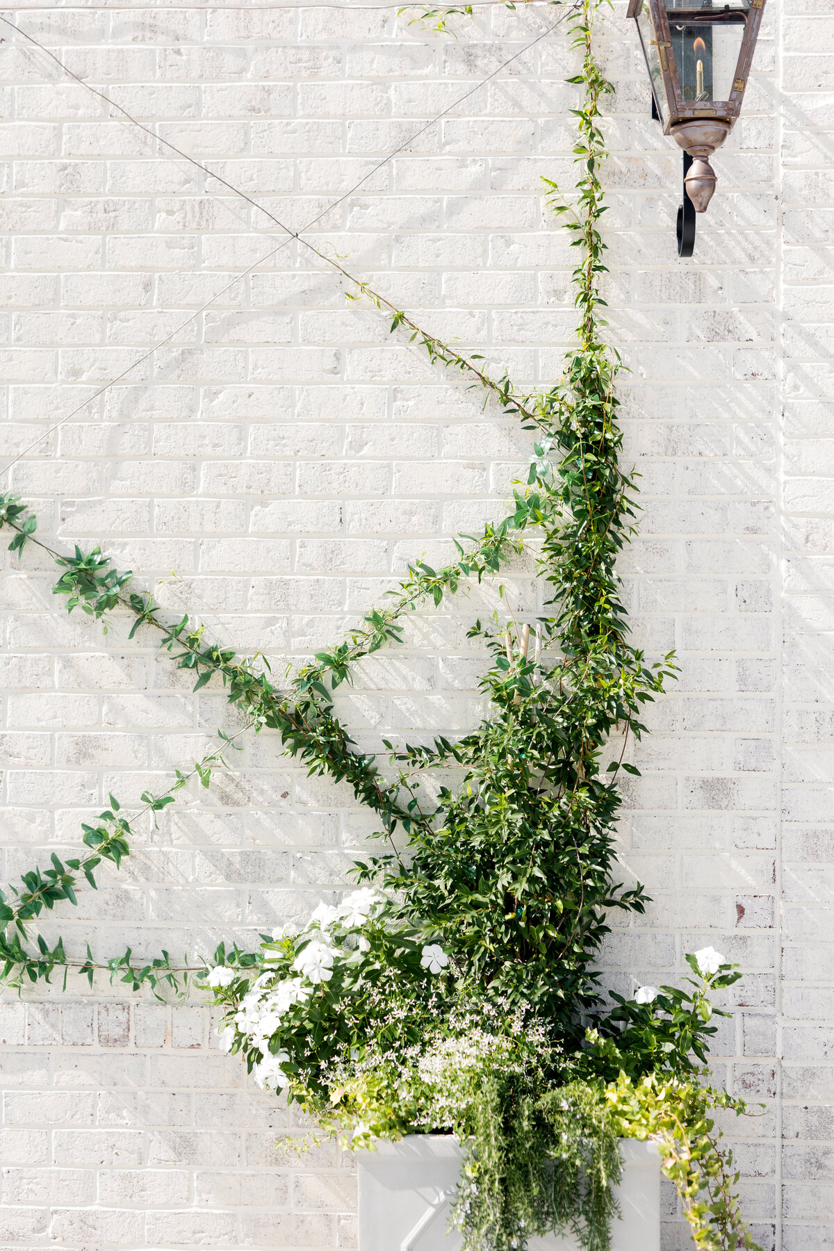 Beautiful climbing jasmine wall on outside patio wall
