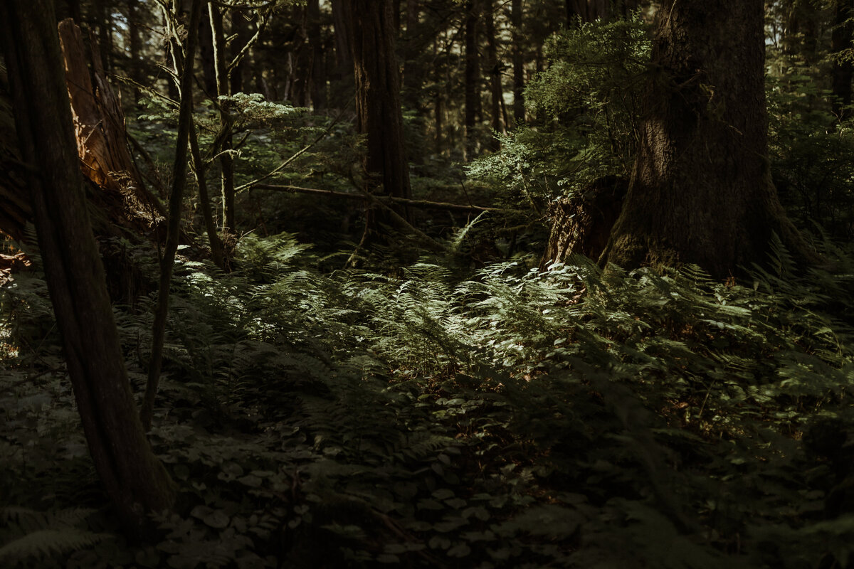 moody forest of ferns