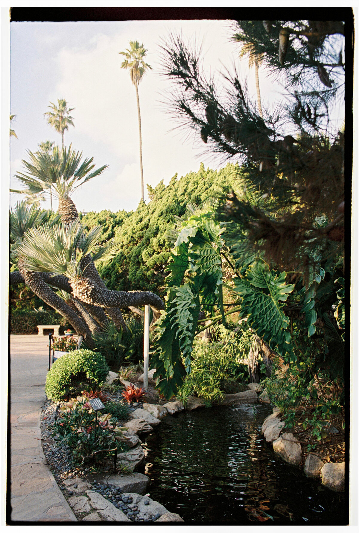 Vegetation and flower garden captured on film by Kate Winters Photography, showcasing the natural beauty and vibrant colors in an authentic, documentary style.