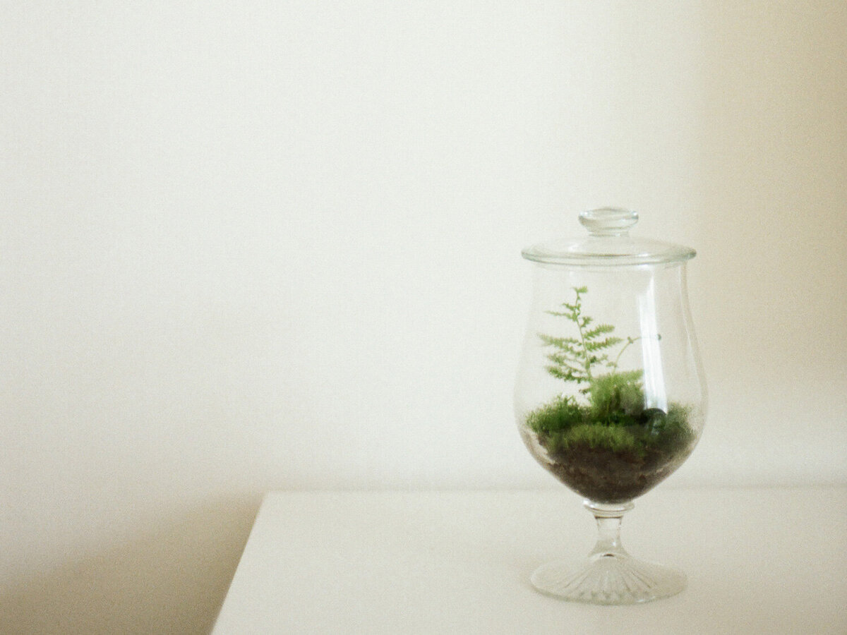 moist terrarium with moss, ferns, Detroit Rose film branding photo,