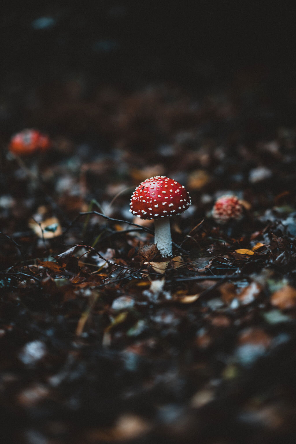 annie-spratt-dGjVF6PxnQY-unsplash