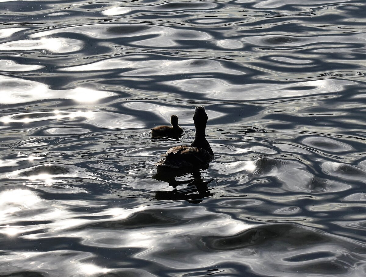 Momma and baby duck silhouette