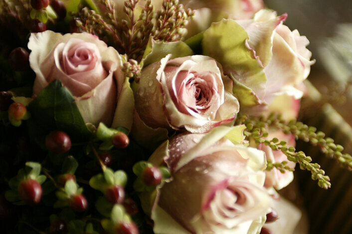 CD5T8821_1 ROSE BACKGROUND DUSTY PINK