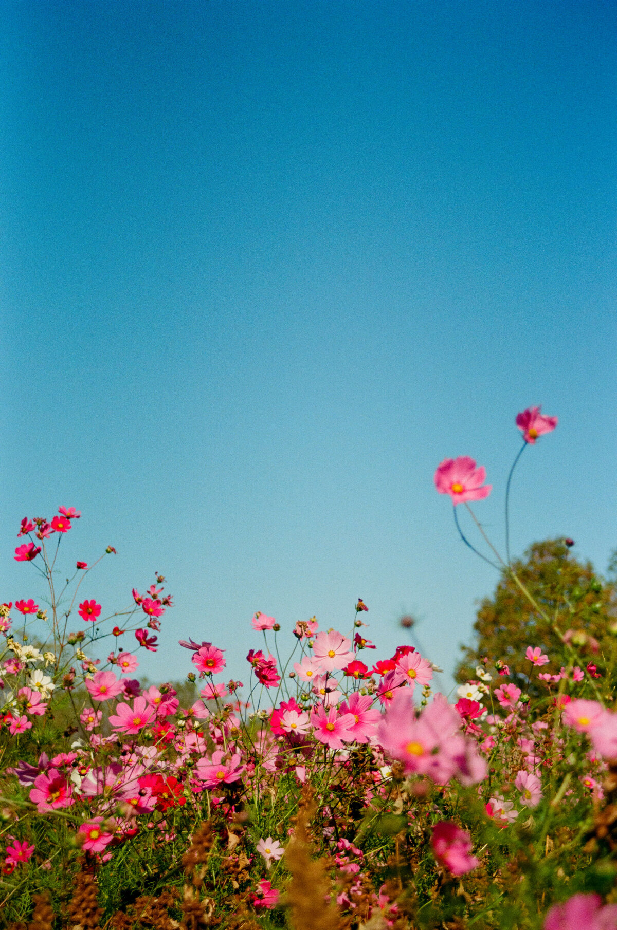 Louisville-Kentucky-Film-Photographer-55