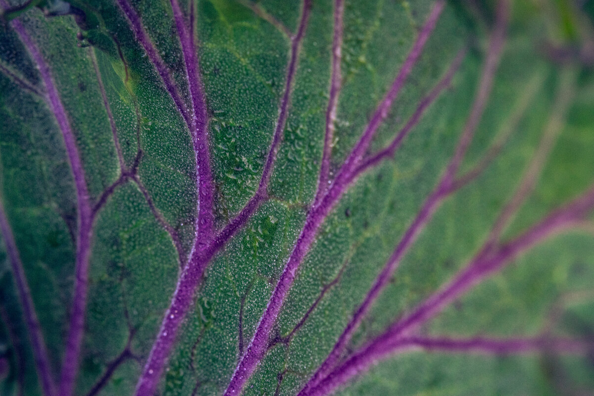 cabbage_1005