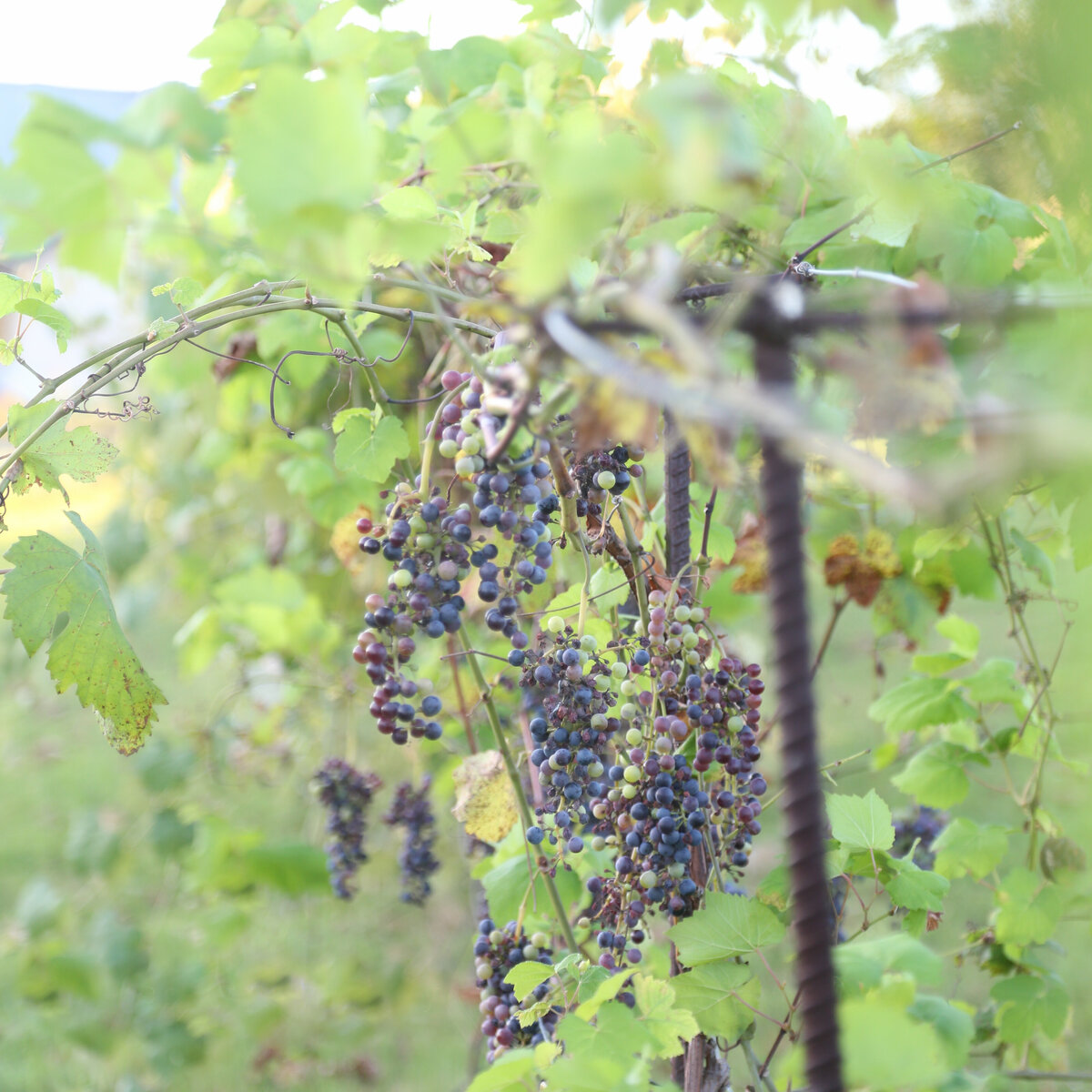 grape vine detail at vineyard wedding by Texas photographer