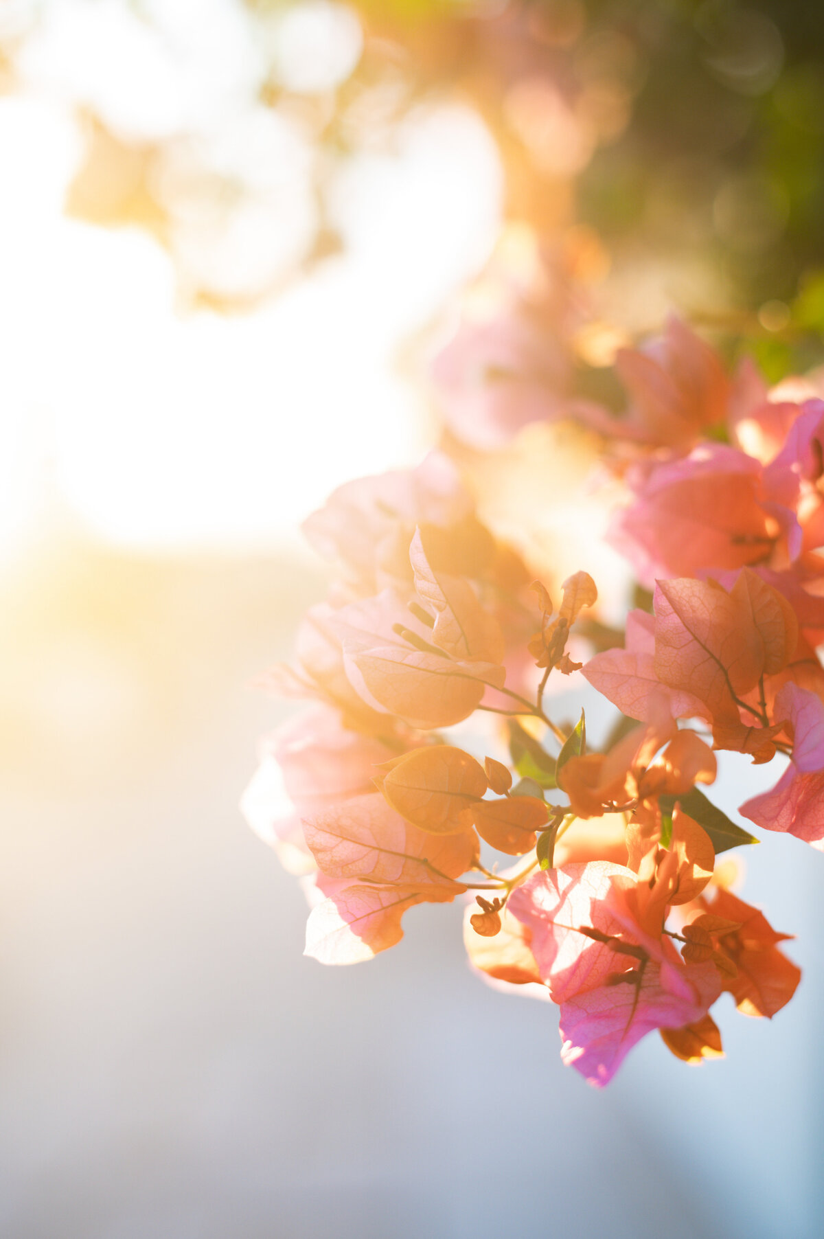 Flower Photography Dreamy Sunset