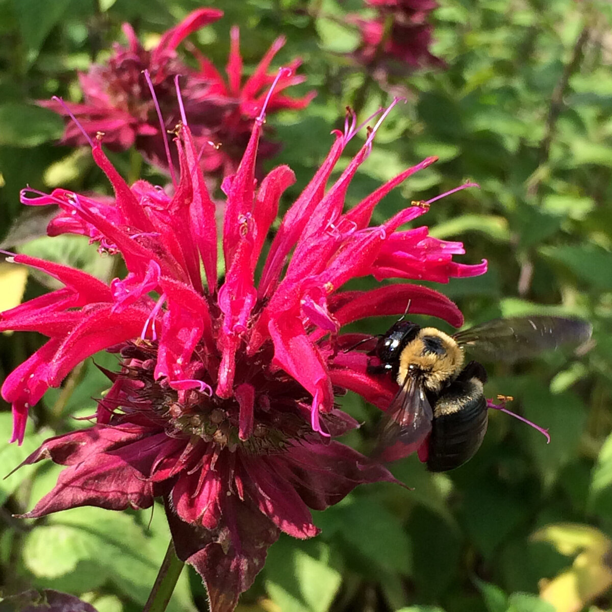 beebalm2