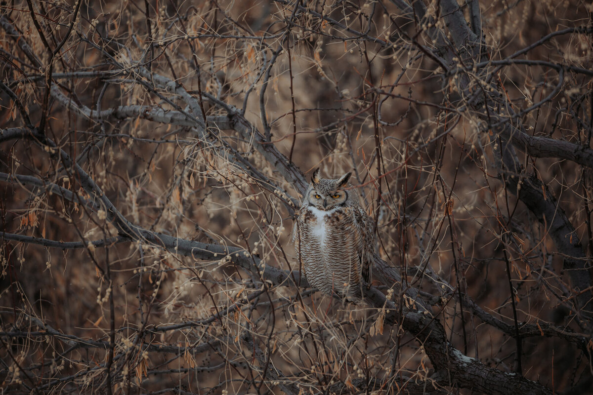 EDP Wildlife-220218-094