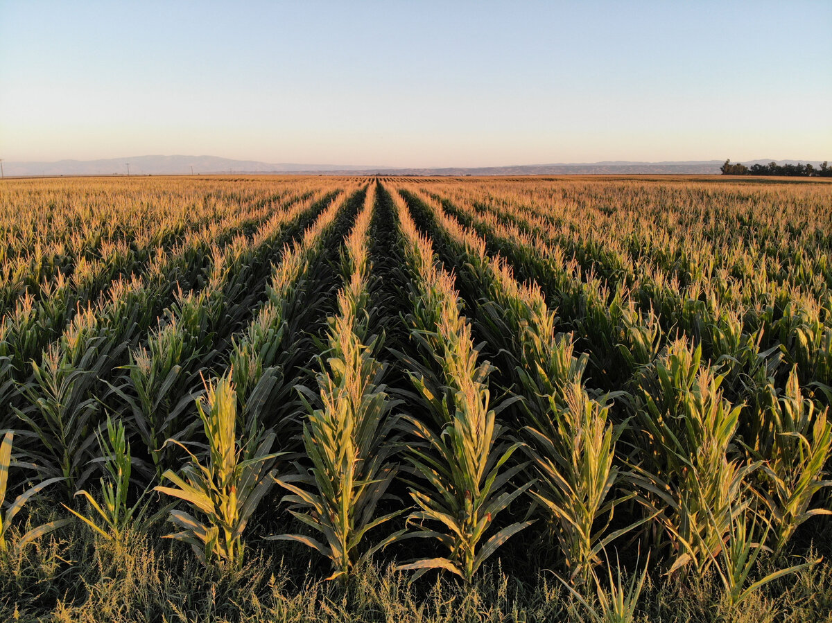 MassirioMcGill_OilAg016