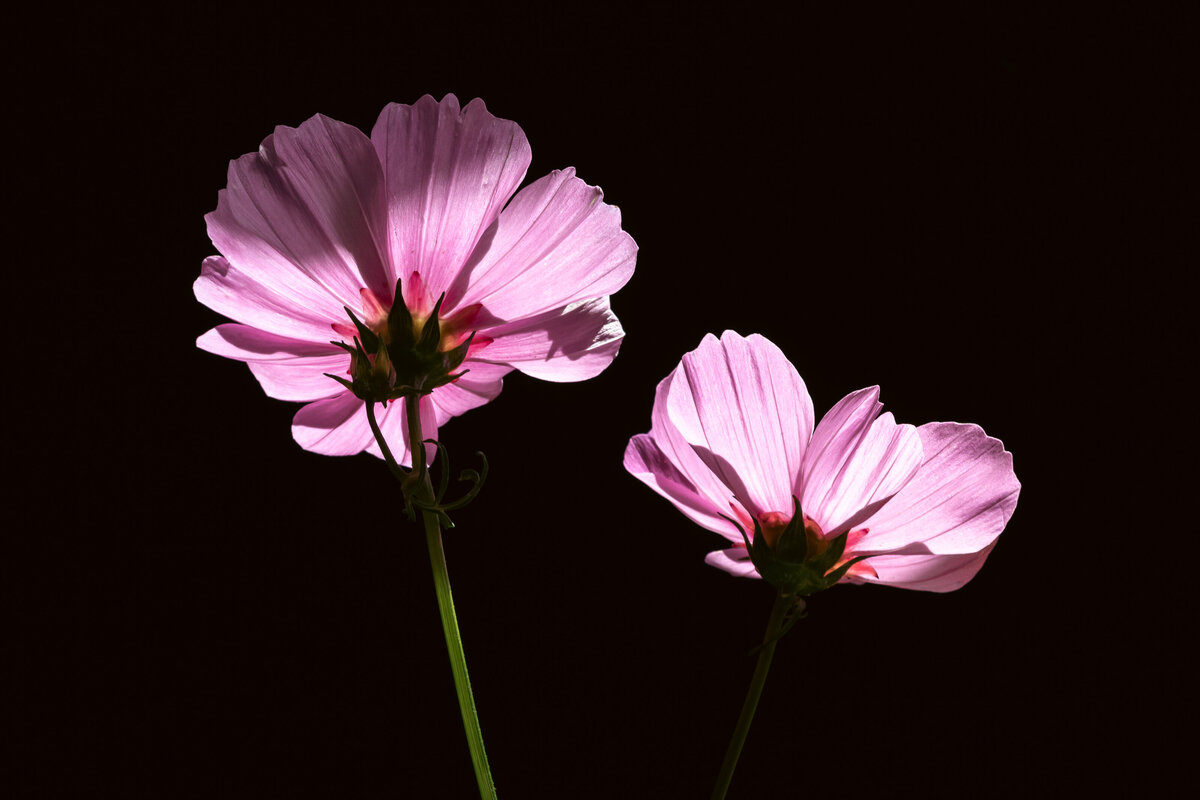 cosmos_1188