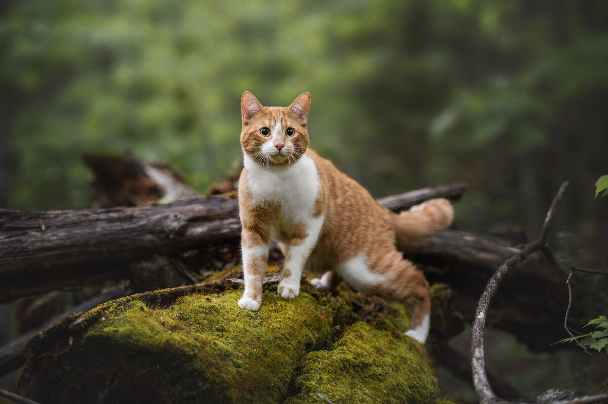 Cat Photo Gatineau