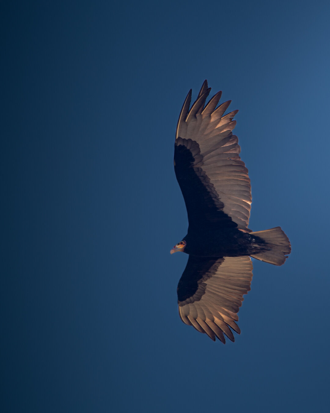 Aguila