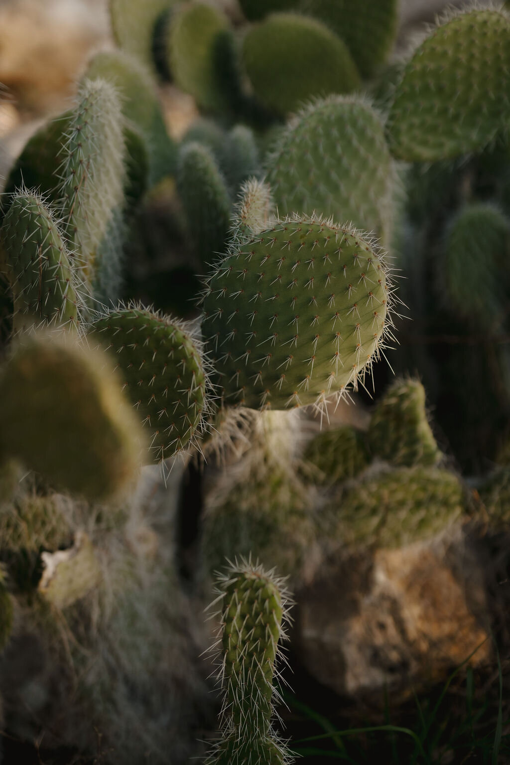 THE AWAKENING ° MIMI FIEDLER  ° THIRTYONE