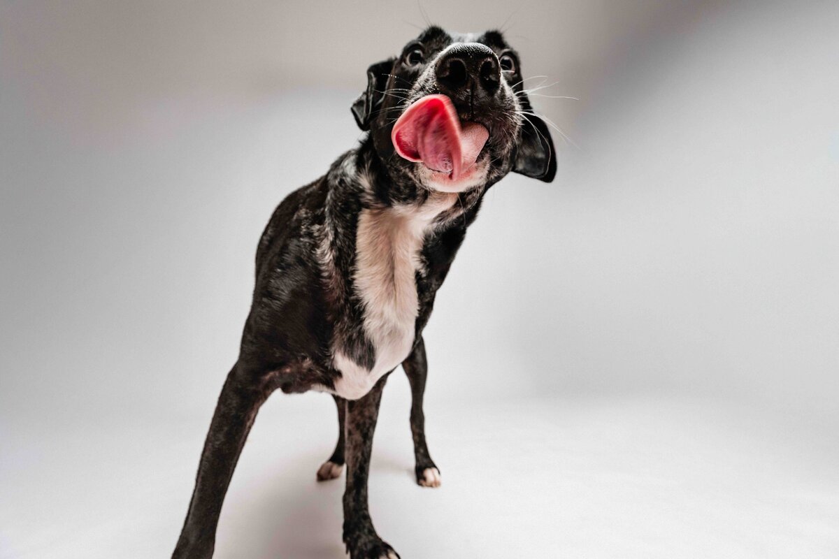 issaquah-dog-photogrpaher-3