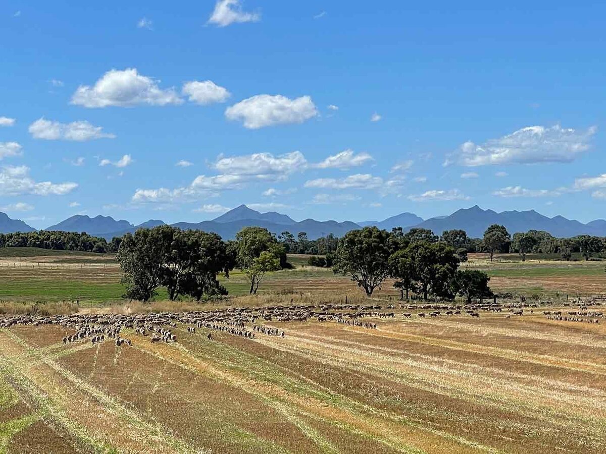 Abrupt Plains wool sheep