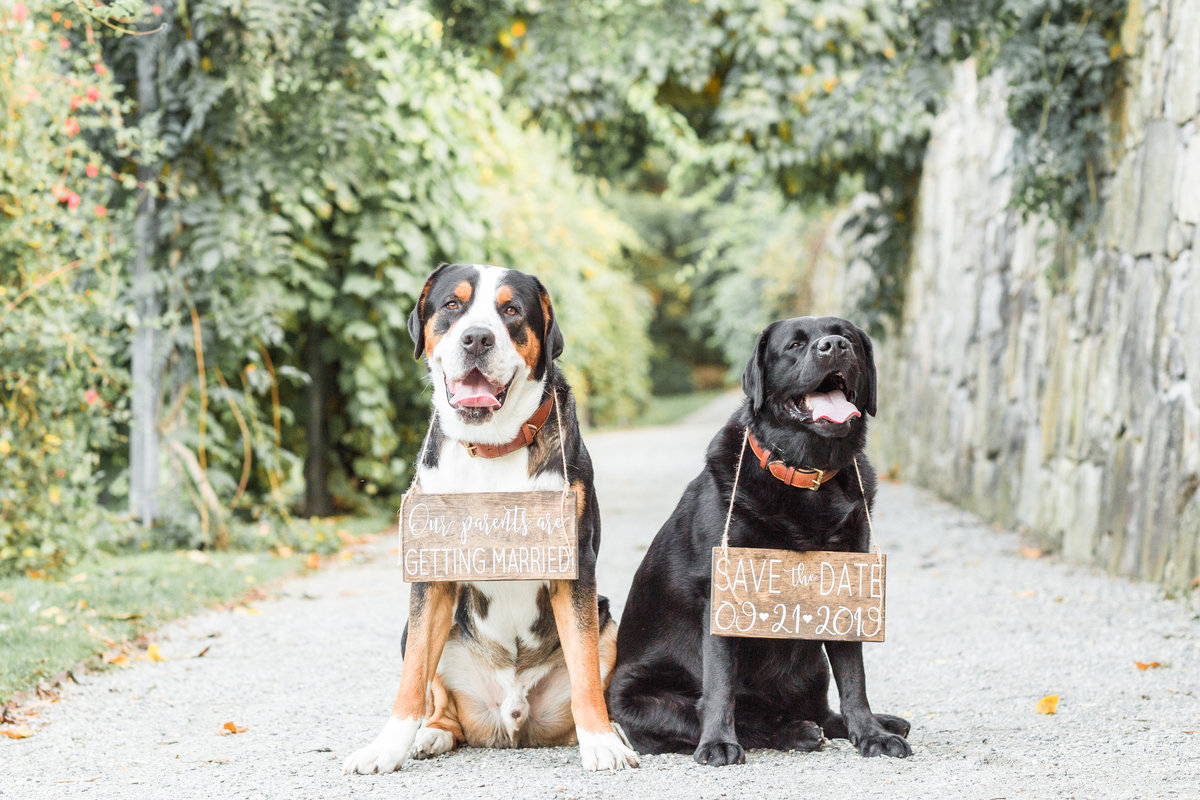 Two Dogs sitting in the Arnold Arboretum