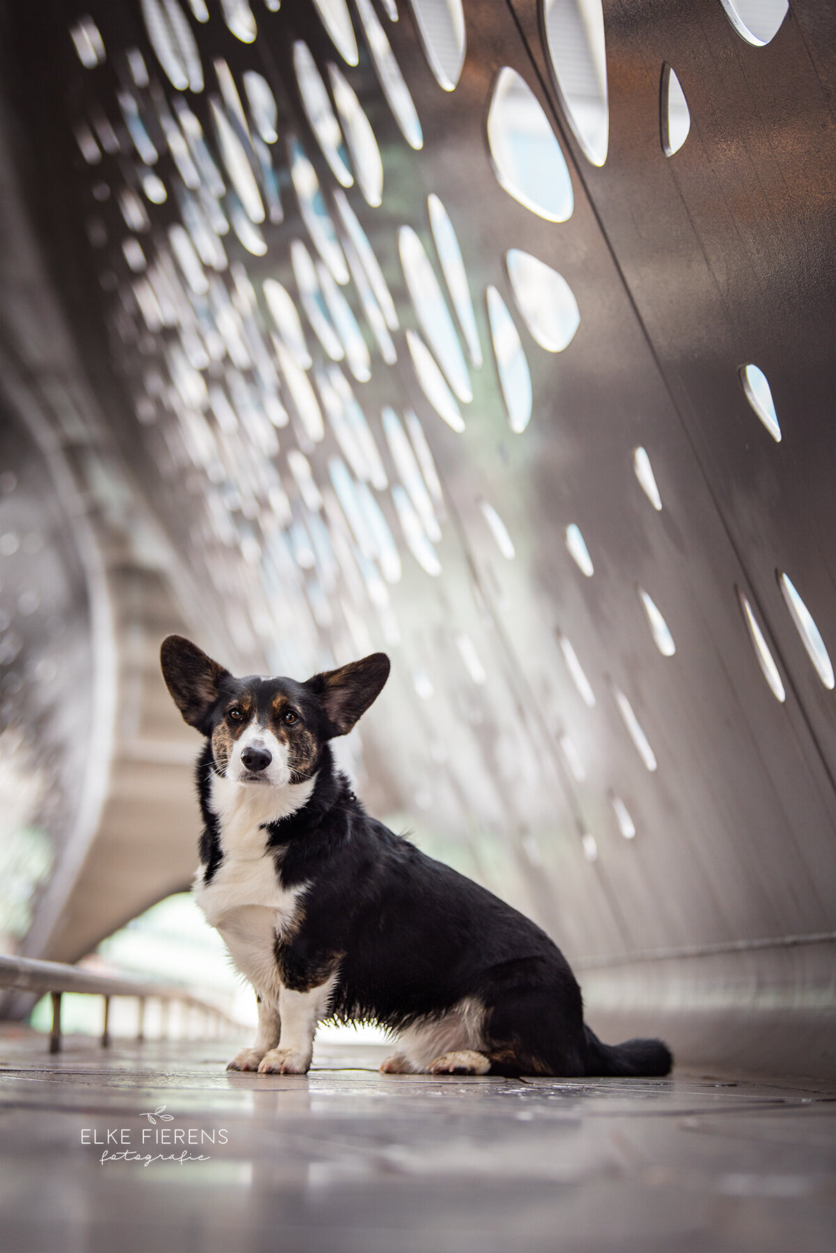 hondenfotografie in de stad - antwerpen - corgi