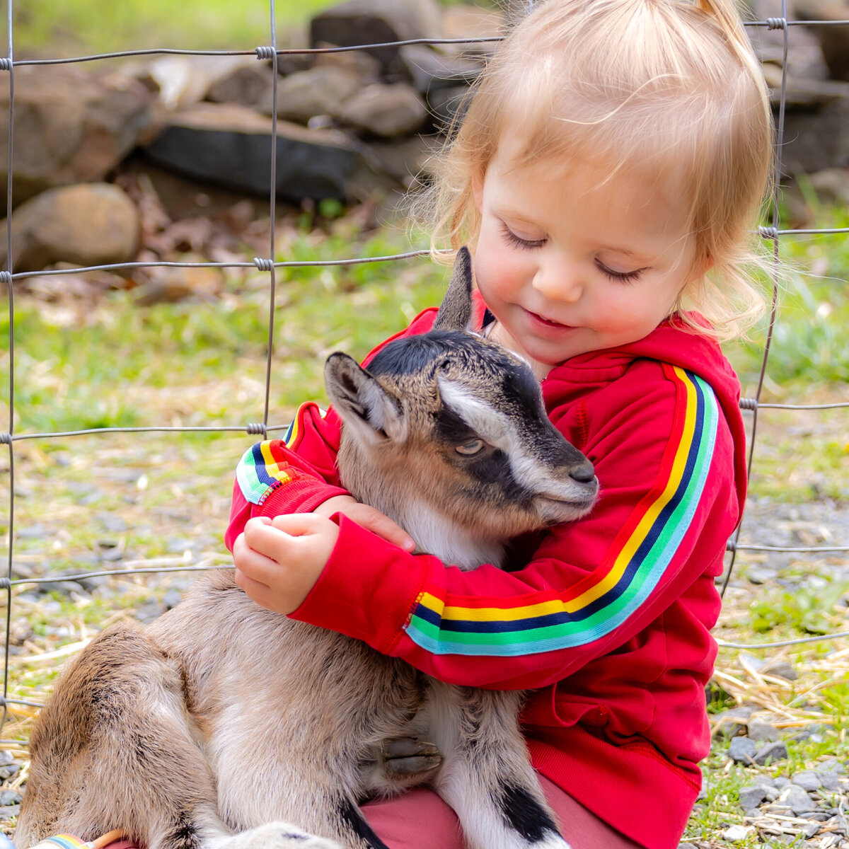 goat cuddles-87