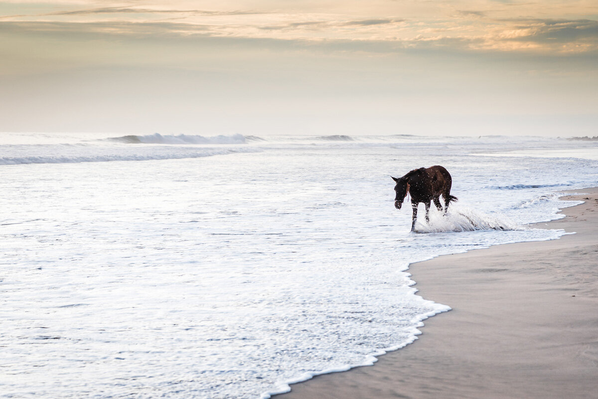 Travel Photography - Troncones horse