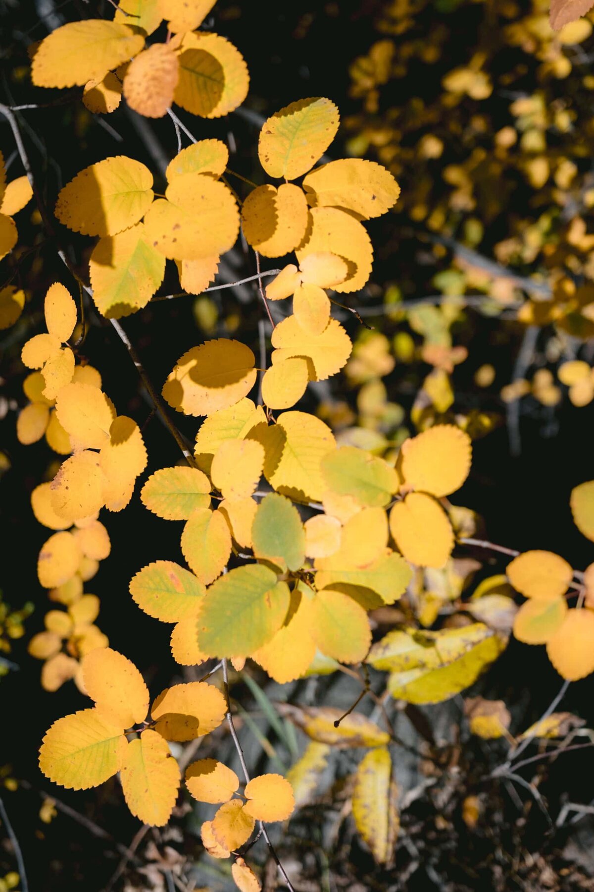 Houston Best Destination Wedding Photographers --16