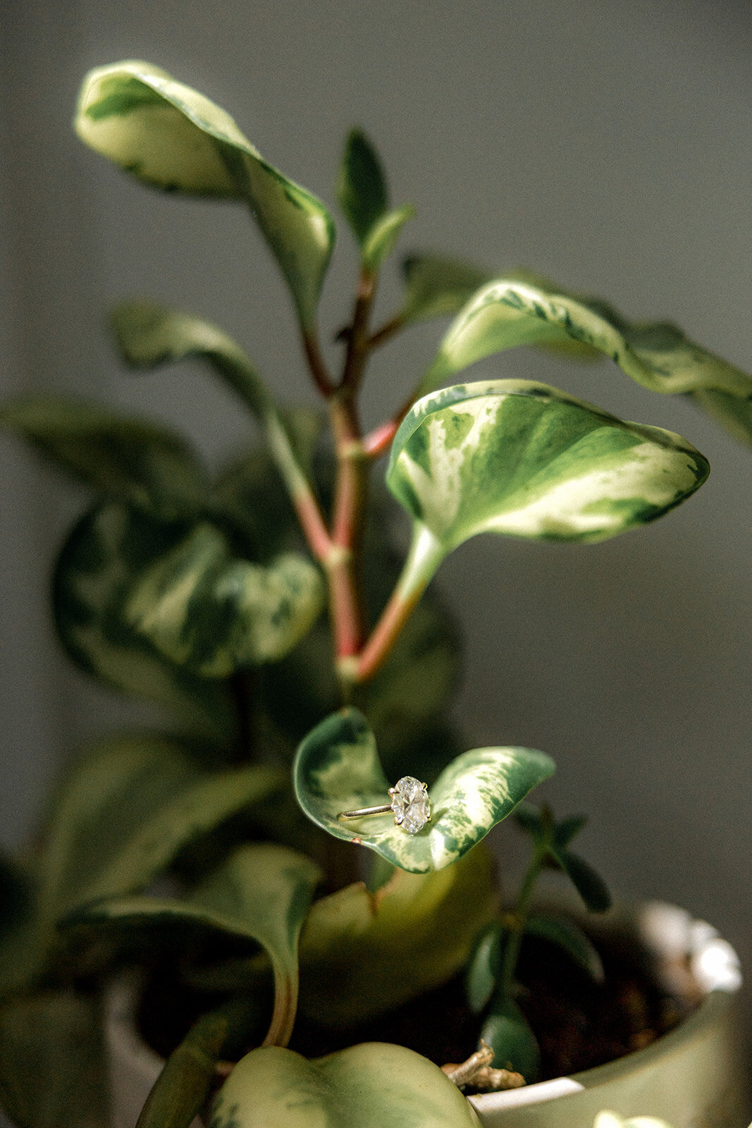 Close up of plant