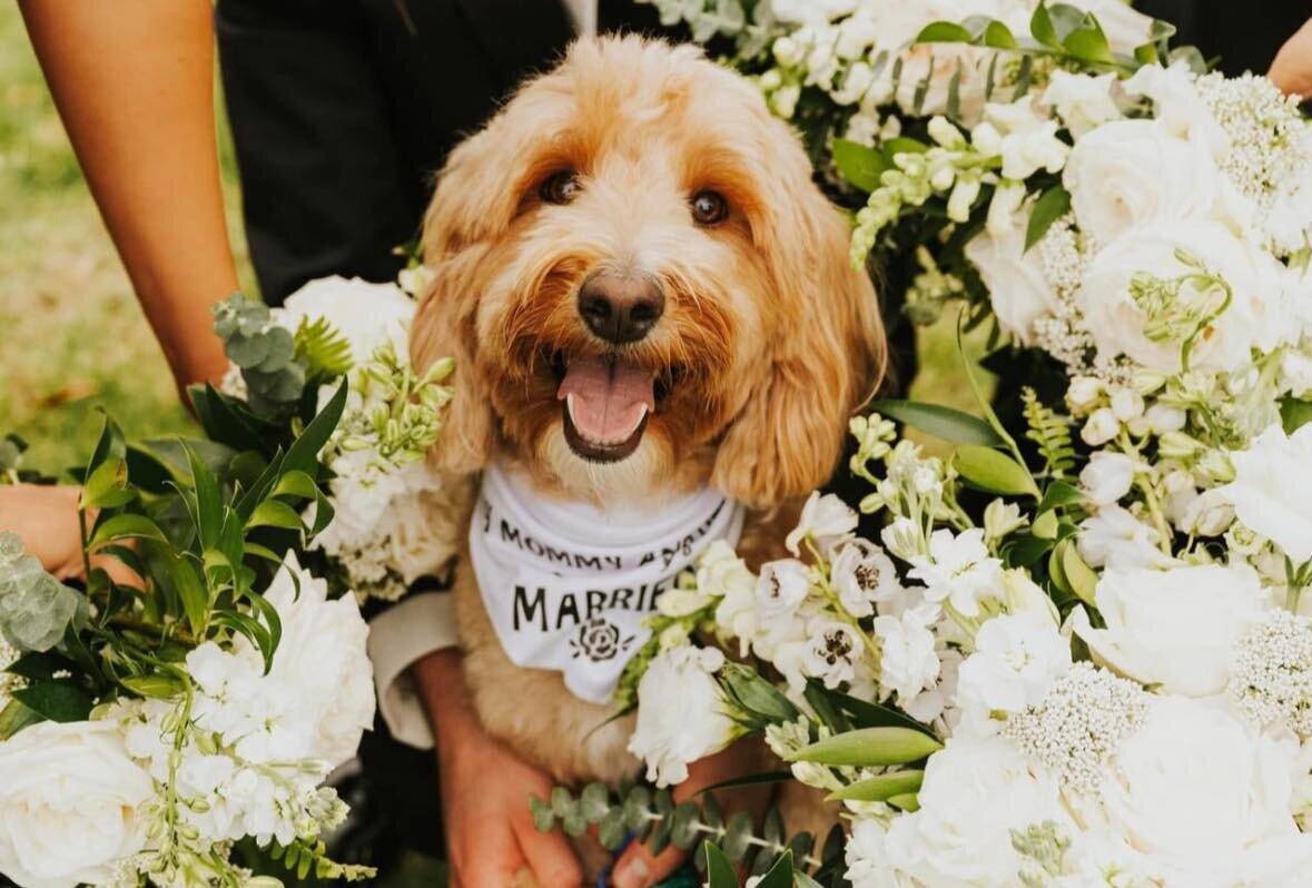 Maizy Dog Web Pic 4