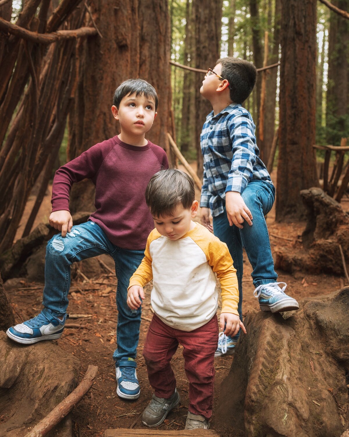Three brothers explore redwood grove