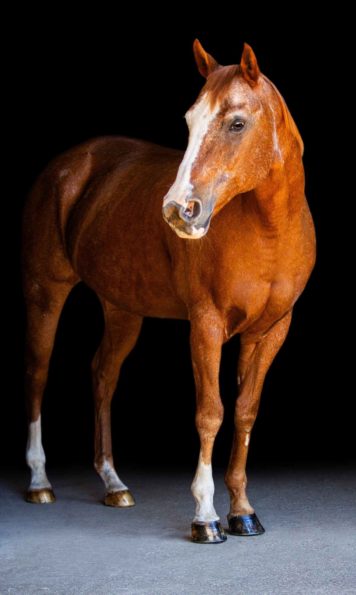 A chestnut horse looking to the right during a black background photoshoot in Willow Spring, North Carolina.