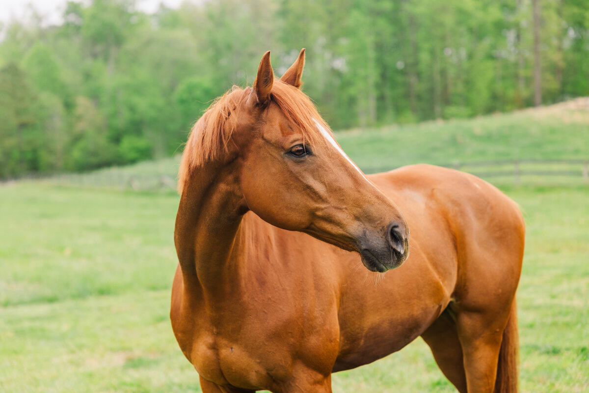 Equine Photographer in Richmond, Virginia