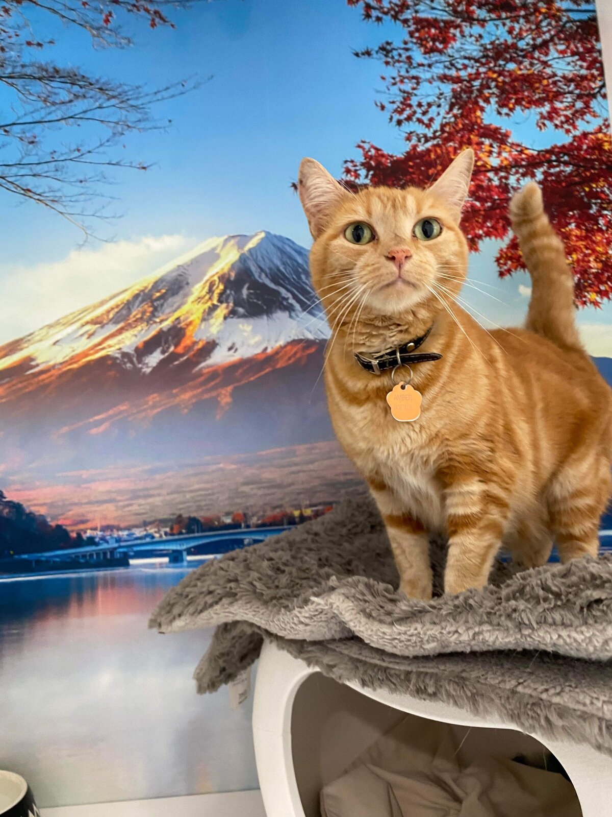 Cattery Toowoomba