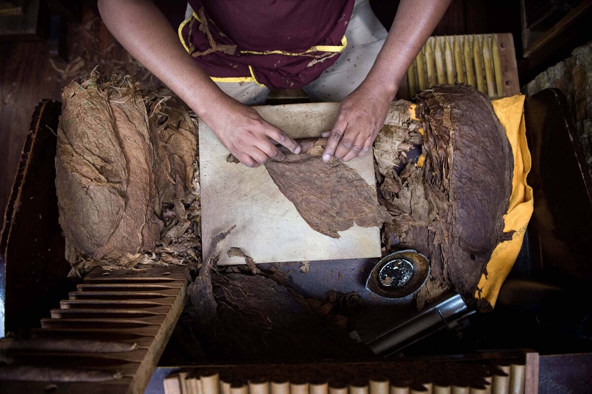 tobacco leaves being tucked into a cigar by cigar maker in little Havana Cigar Factory. Offsite activity for guests