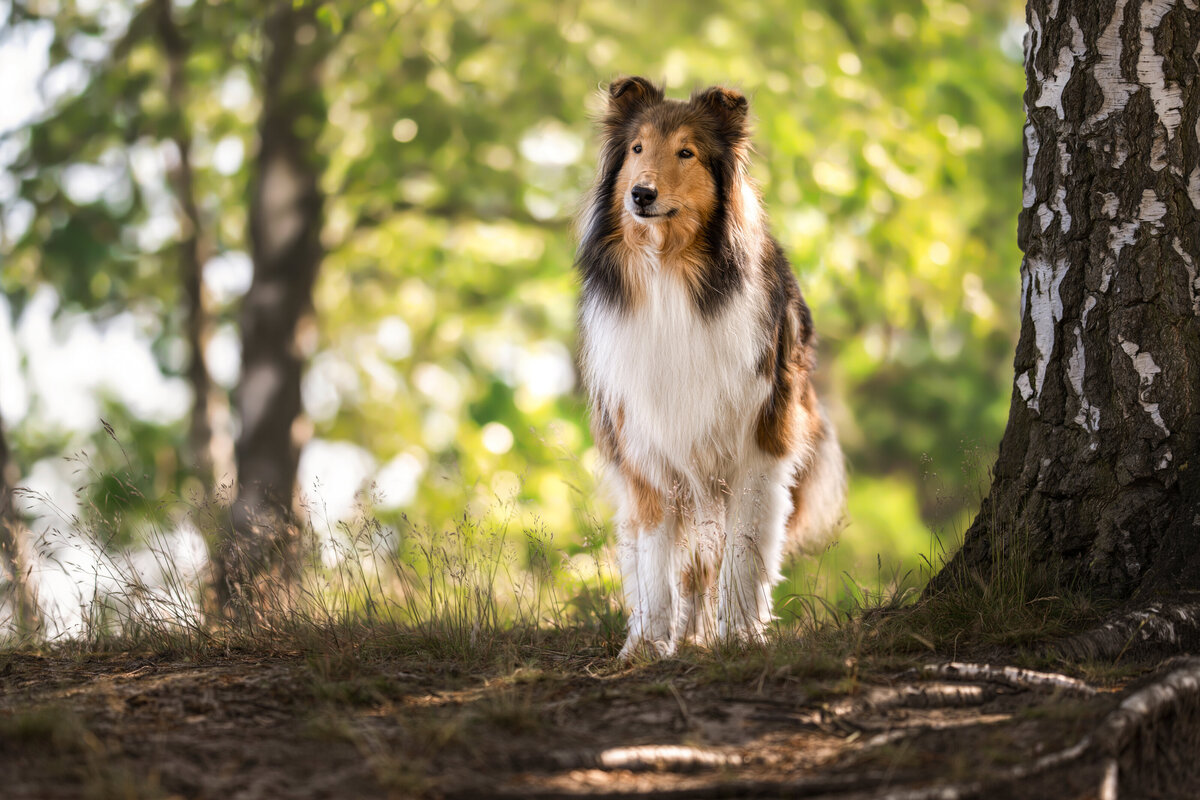 Hundefotografie-chemnitz-Tierfotografie-fotograf-Uhldingen-Bodensee-Hamburg-Dresden-Erfurt-Konstanz-3