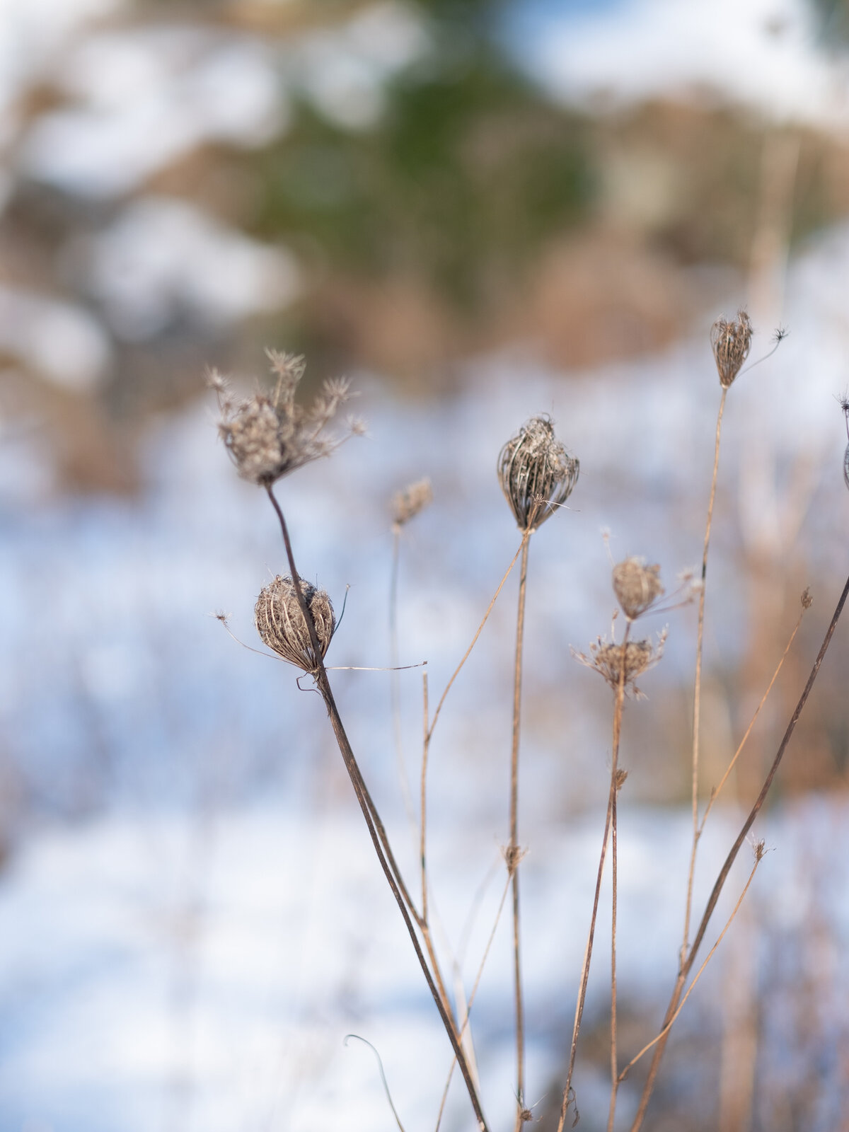 Jacqueline Anne Photography - Thistle Family-4