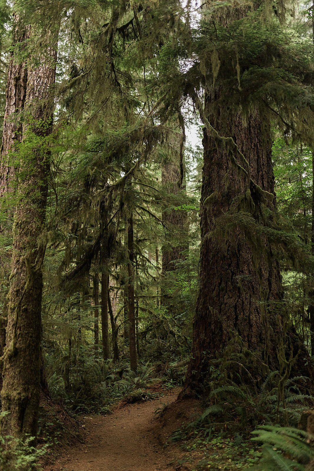 Olympic National Park Elopement  - Tara Nichole Photo - 2023 - Kyle and Keaton-137