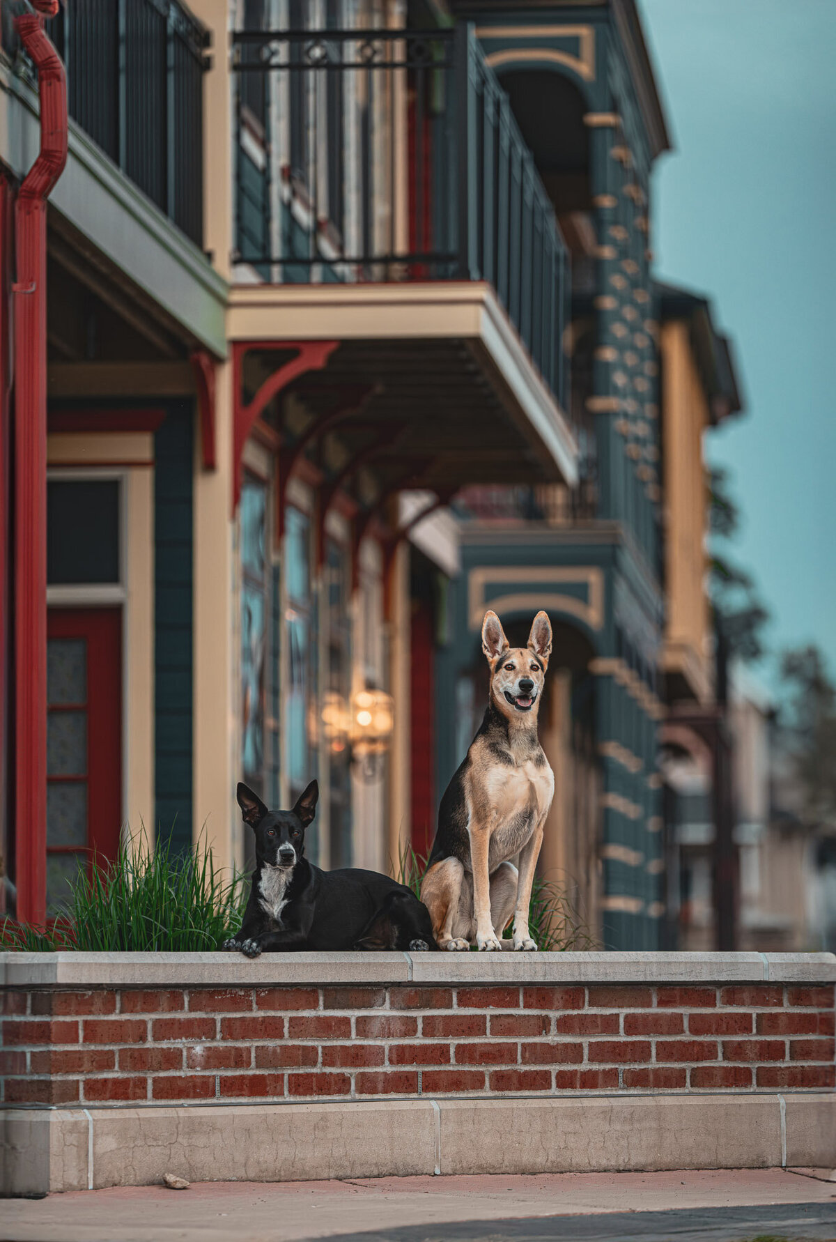 two dogs sitting on top of a brick pedestal with cool architecture behind them