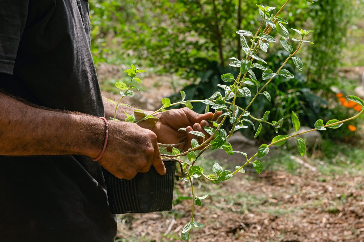 The-Ripe-Org-Farm-Ventura-California-Santa-Paula-Non-Profit-0016